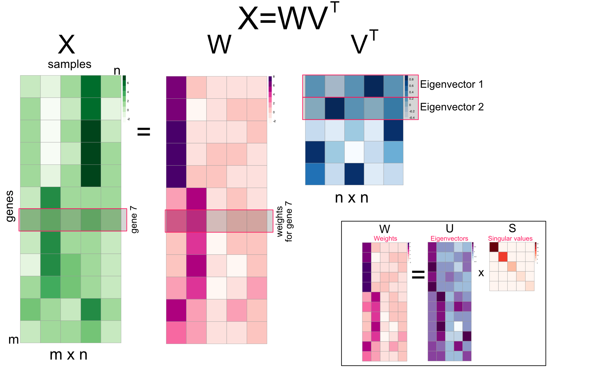 Singular value decomposition (SVD) reorganized as multiplication of m-by-n weights matrix and eigenvectors 