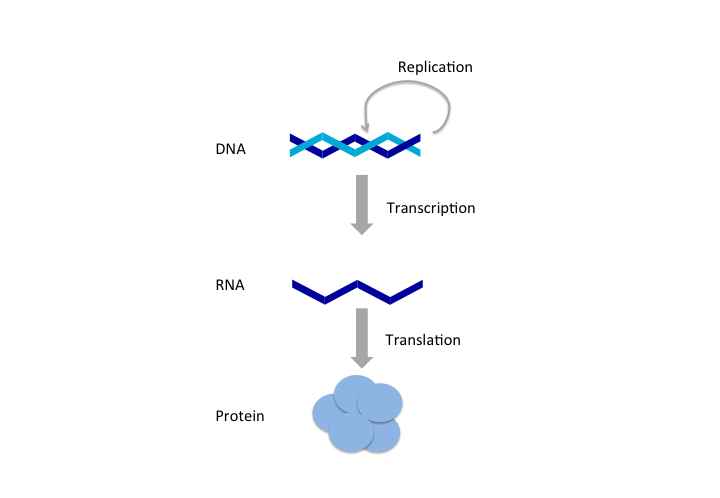 Central Dogma: replication, transcription, translation