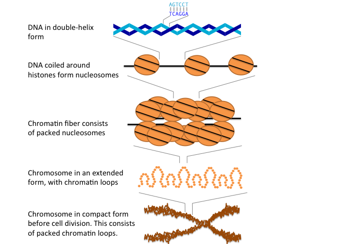 Chromosome structure in animals.