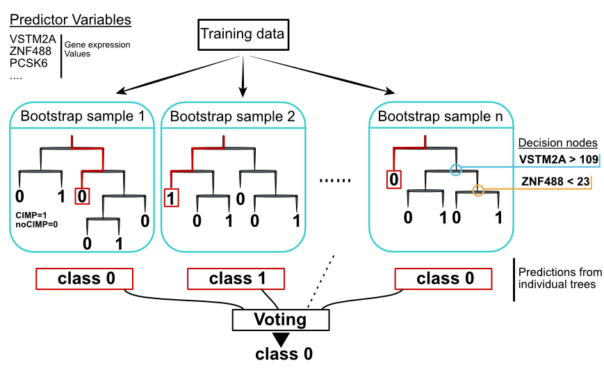 Random forest concept. Individual decision trees are built with sampling strategies. Votes from each tree define the final class.